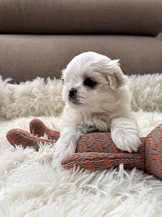 Maltańczyk-maltańczyki.