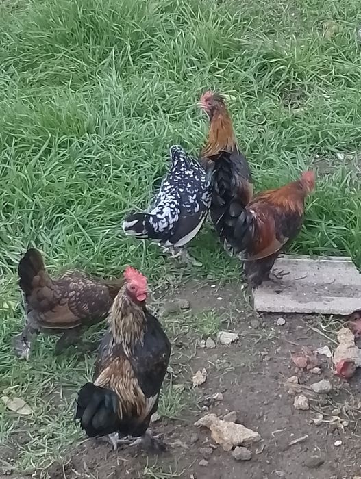 Карликові півні .