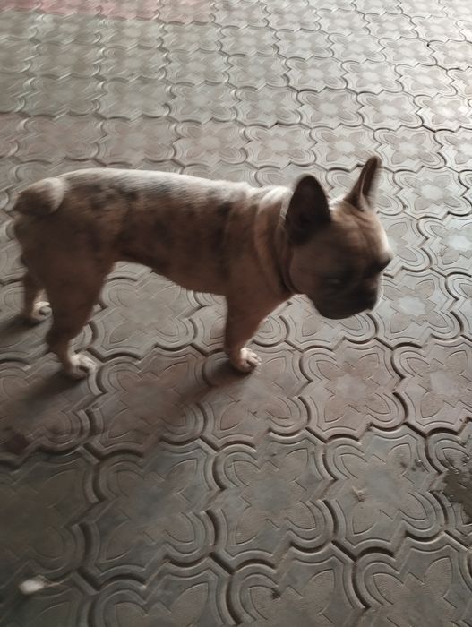 В'язка французького бульдога