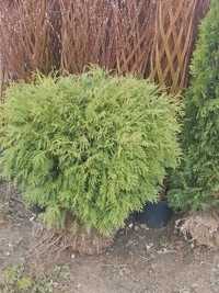 Thuja danica kula