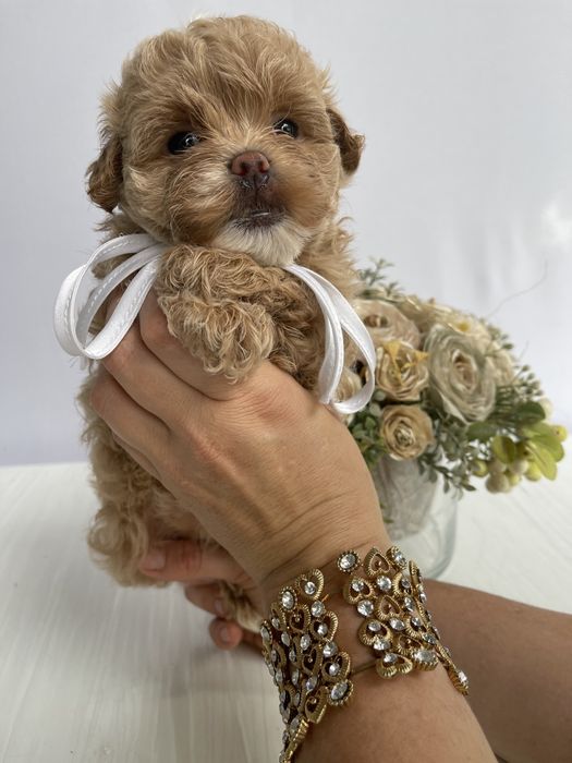 VIP Мальтипу F1 — Ці очі не забудеш ніколи