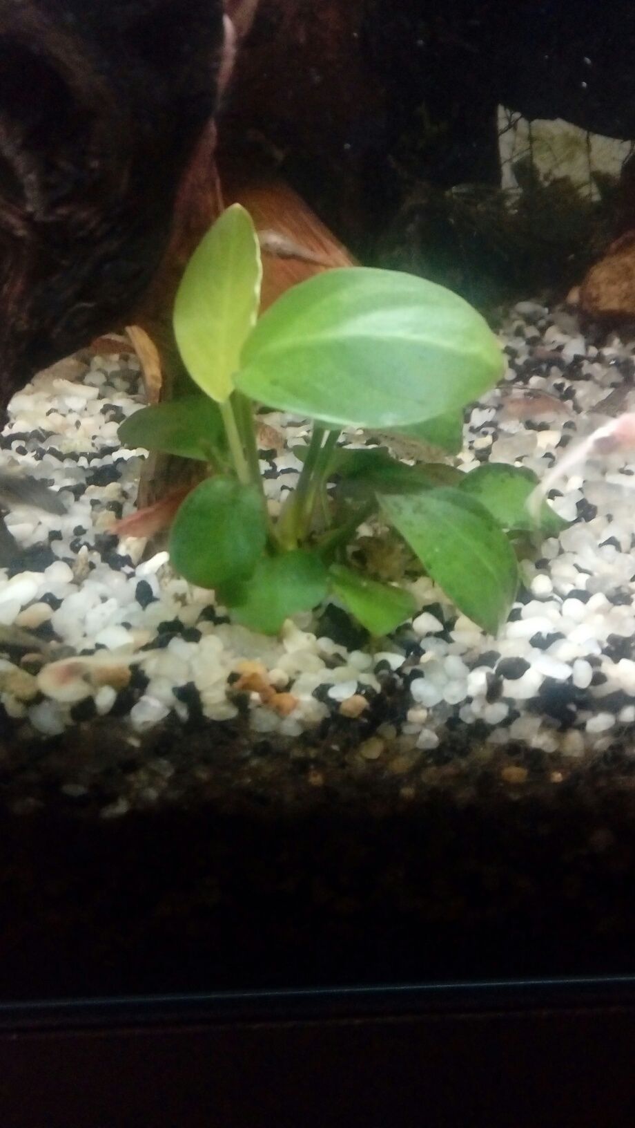 Mikrozorium ok.9 cm. i anubias