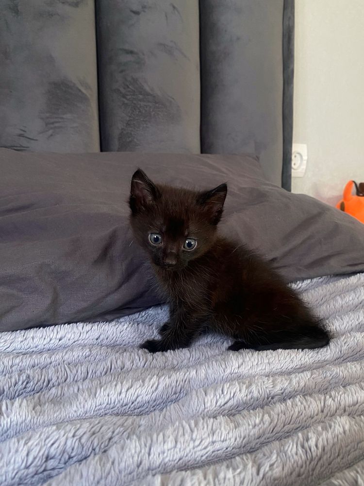 Котик шукає родину