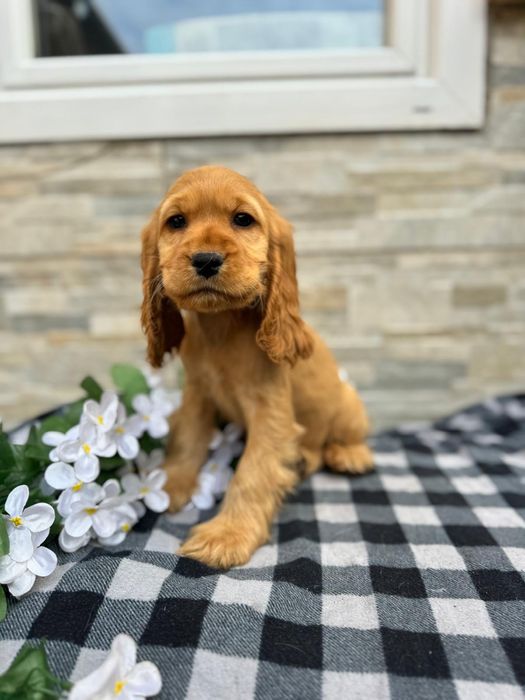 Cocker spaniel angielski sunia z rodowodem