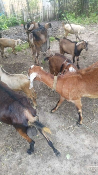 Продам коз дойных,  козлята 3-4 месяца