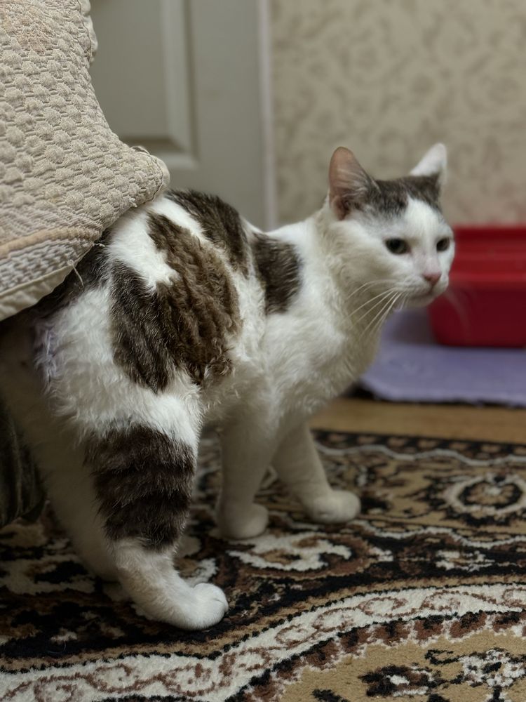 Благаю !!! Кошеня, коти, кіт, кішка, котик, прочитайте опис