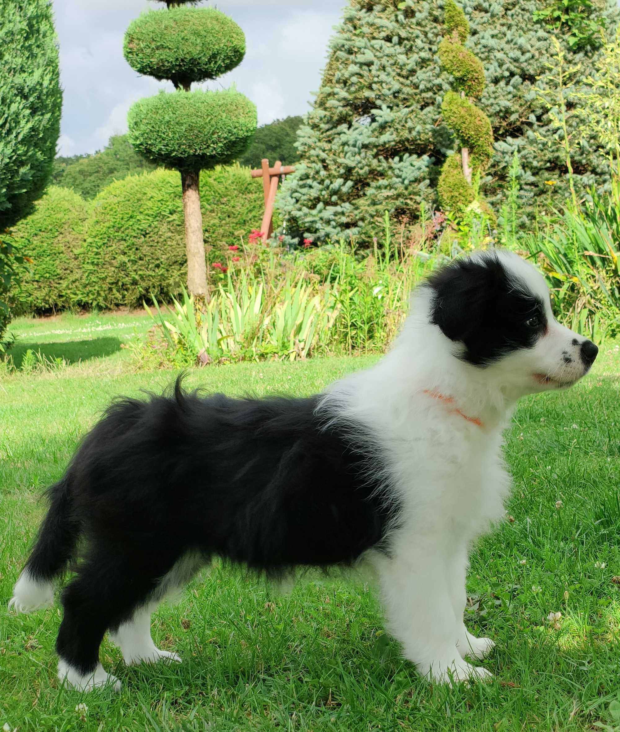Suczka Border Collie -szczeniak