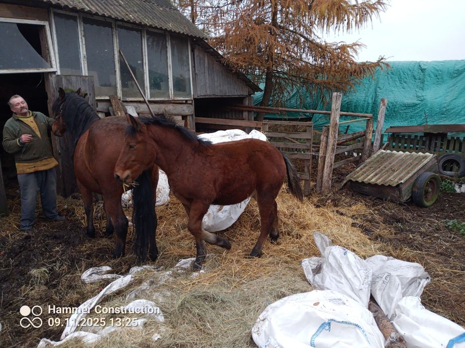 Źrebak gniady ładnej budowy.