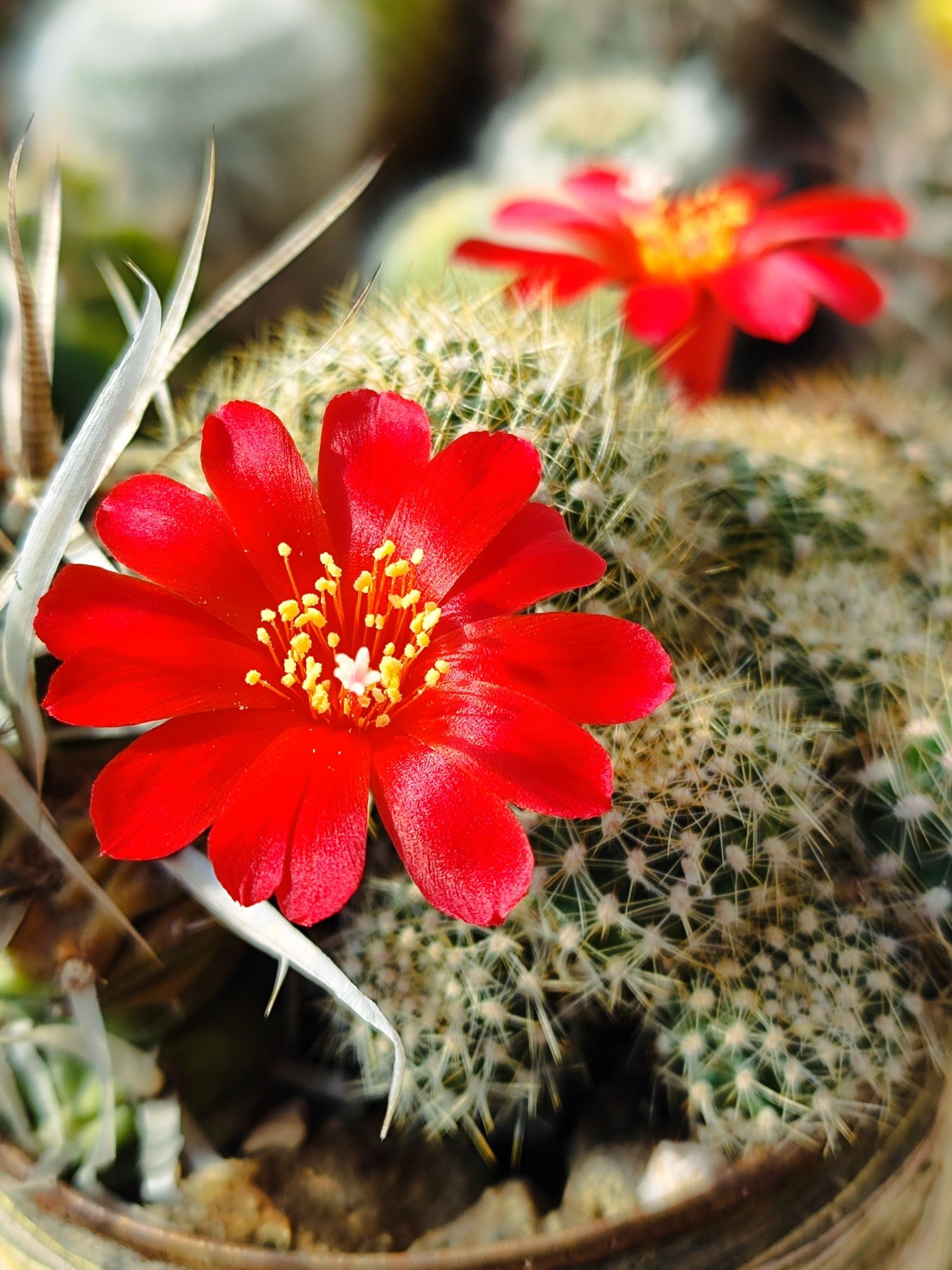 Кактусы и семена Astrophytum, Melocactus, Rebutia.