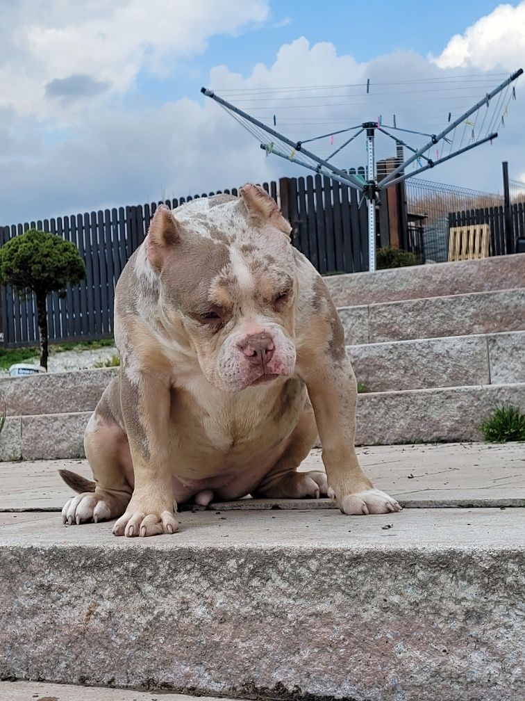 American bully suczka Cowboy Bloodline LOUIS-V