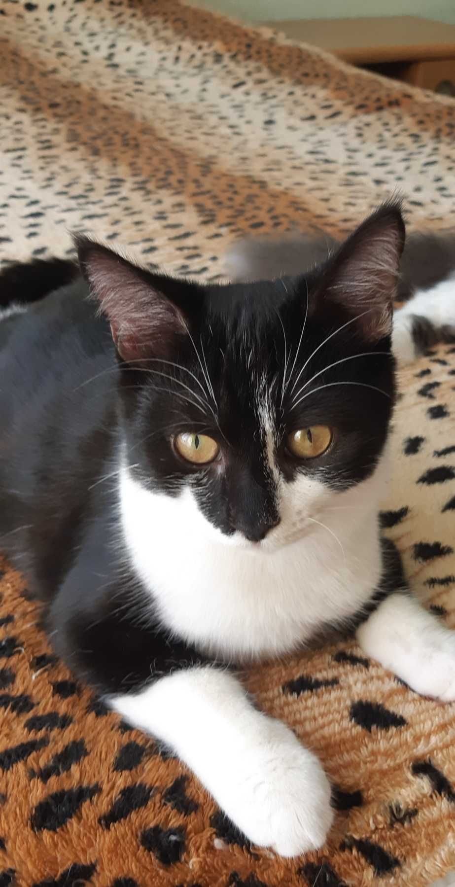 Котенок Челси ищет дом