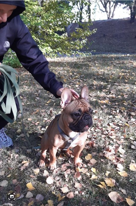 Вязка Французький Бульдог!