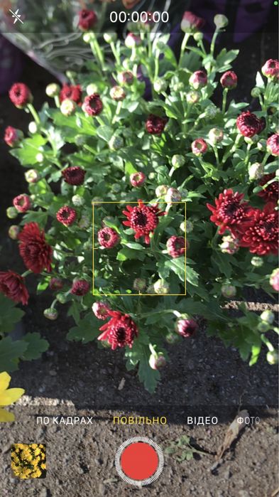 Верес - 100, 125 грн. Хризантема багаторічна квітуча- 45 грн.