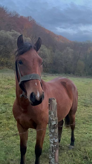 продам кобилку 1,6 закарпаття