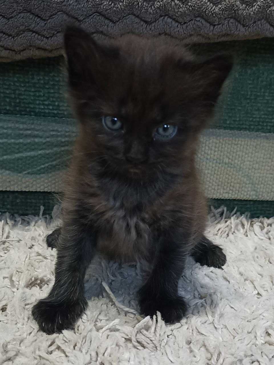 Подарю котят!!! Мальчик и девочка!