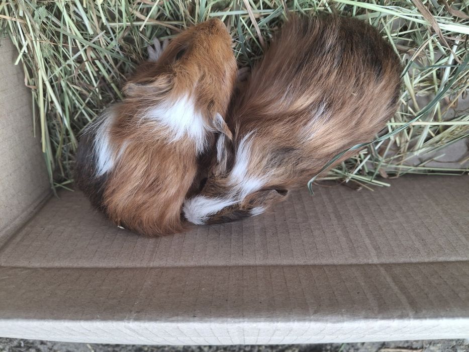 Świnki morskie młode