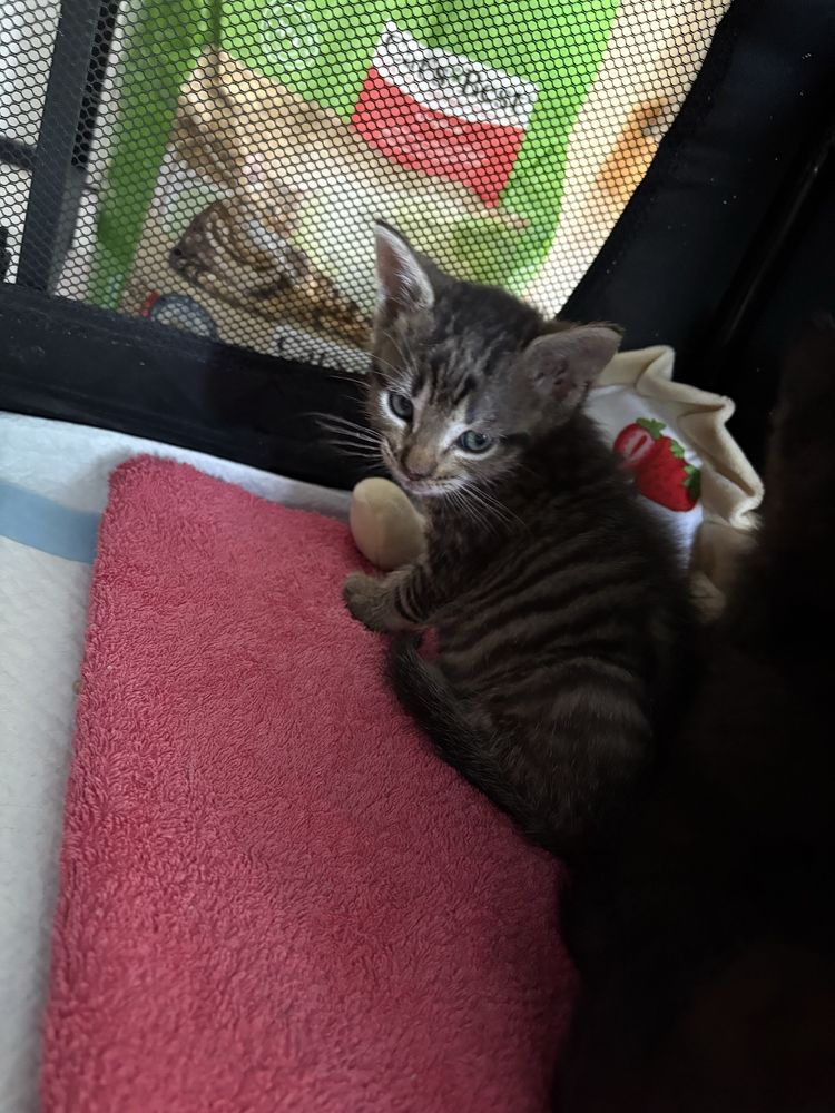 Mały chłopak do adopcji