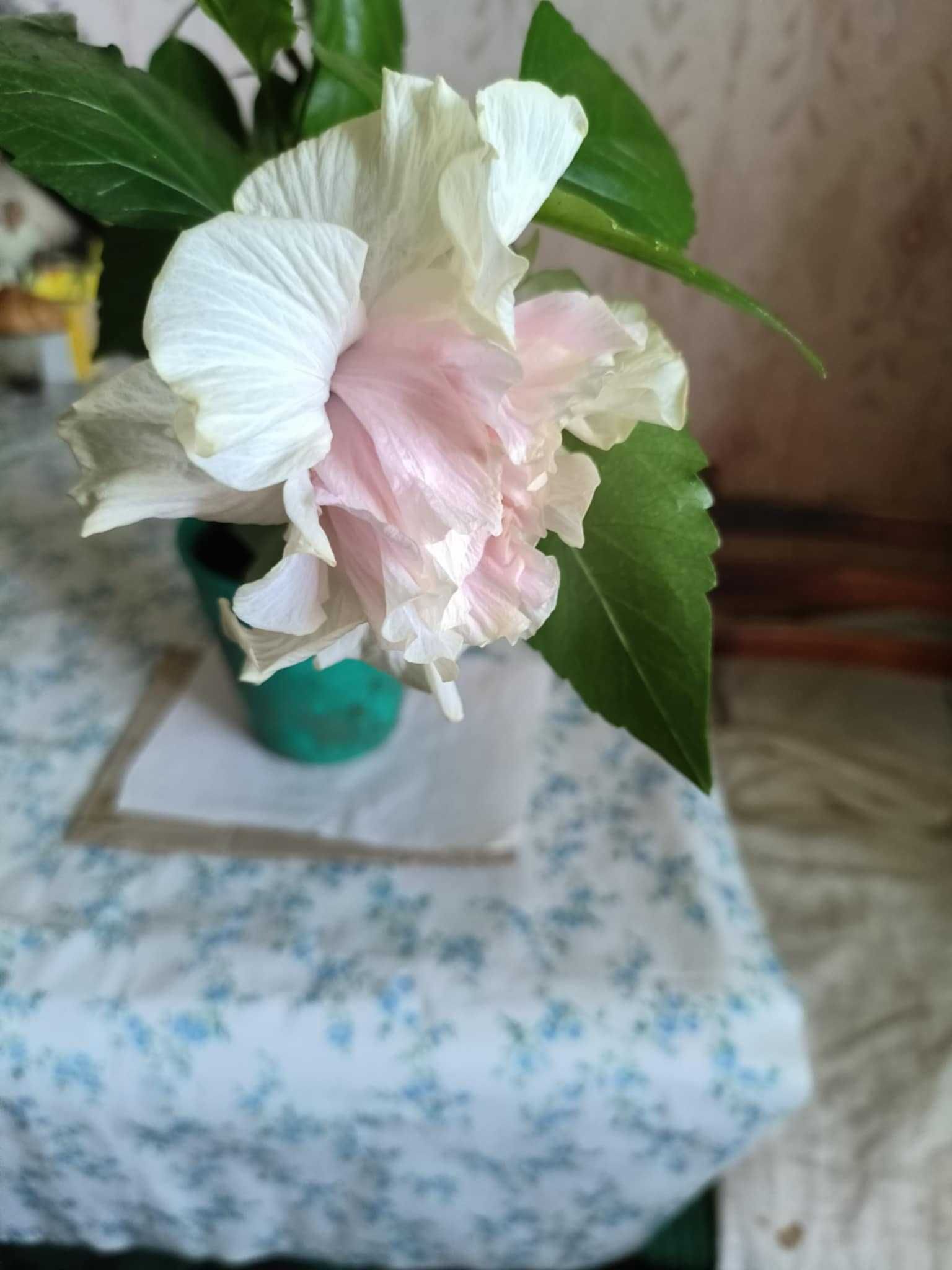 гибискус махровый розовый