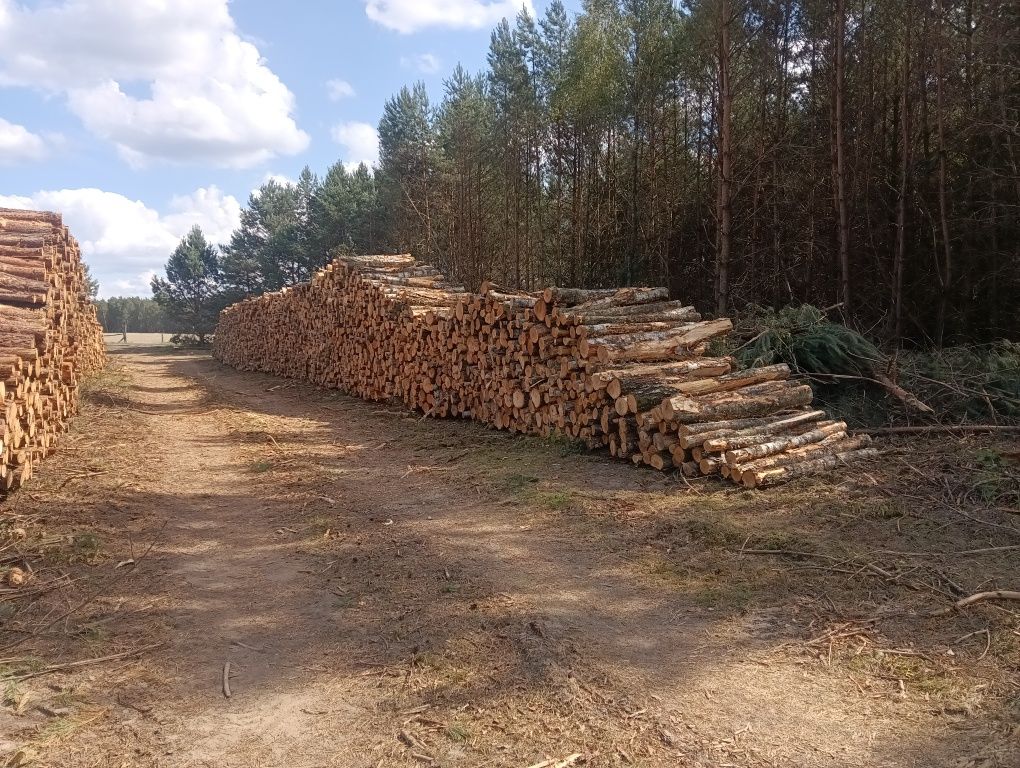 Drewno brzozowe papierówka, opał