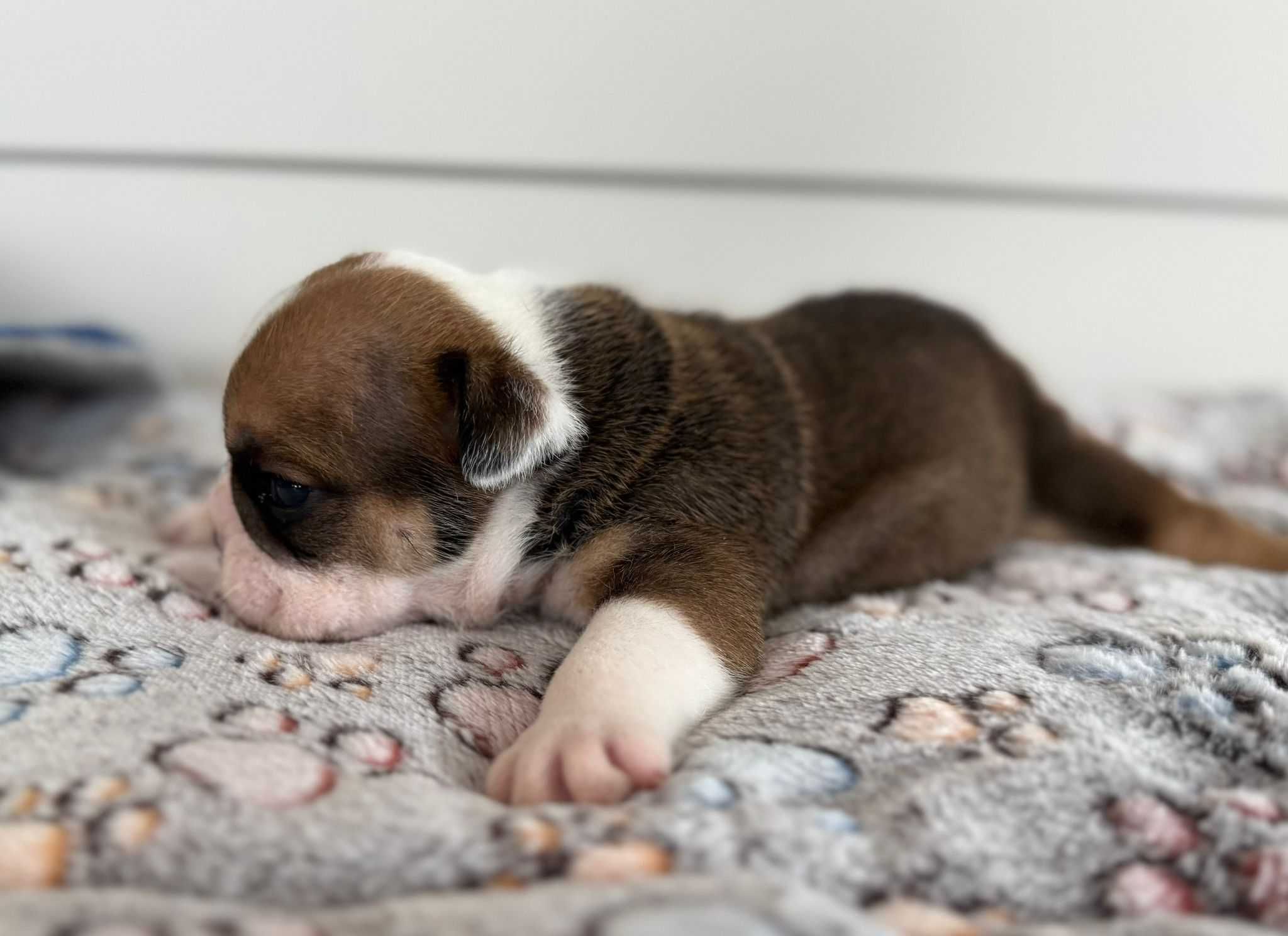 Buldog angielski piesek