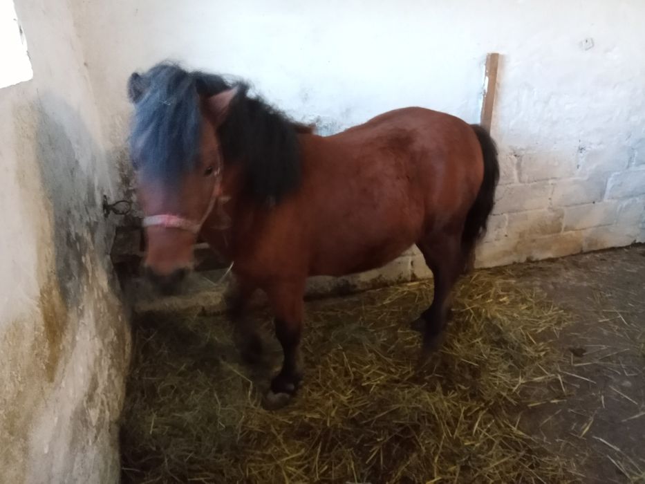 Sprzedam 3 letniego kuca