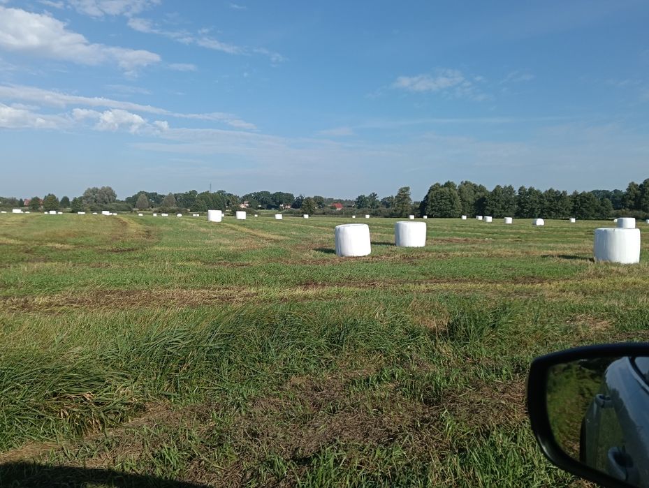 Siano kiszonka 350szt