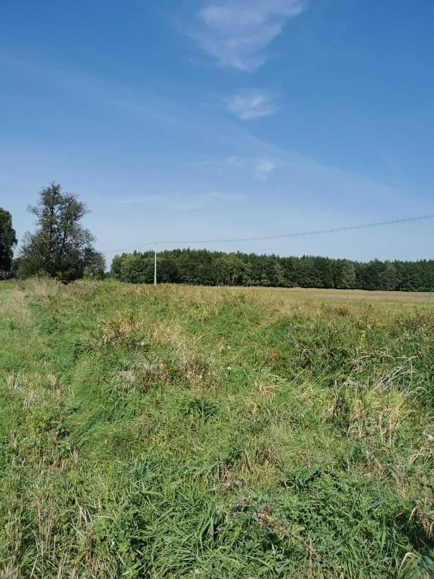 Sprzedam grunty orne Budzyń-Drążki granica z lasem 2,27 ha