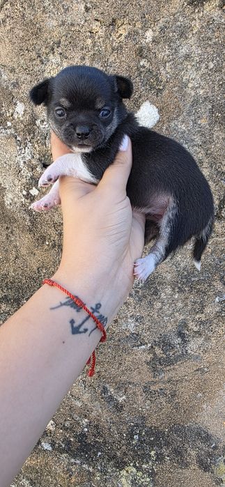 Chihuahua Fêmea Pêlo Curto