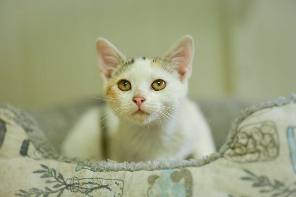 Blanka - pełna uroku i radości kotka