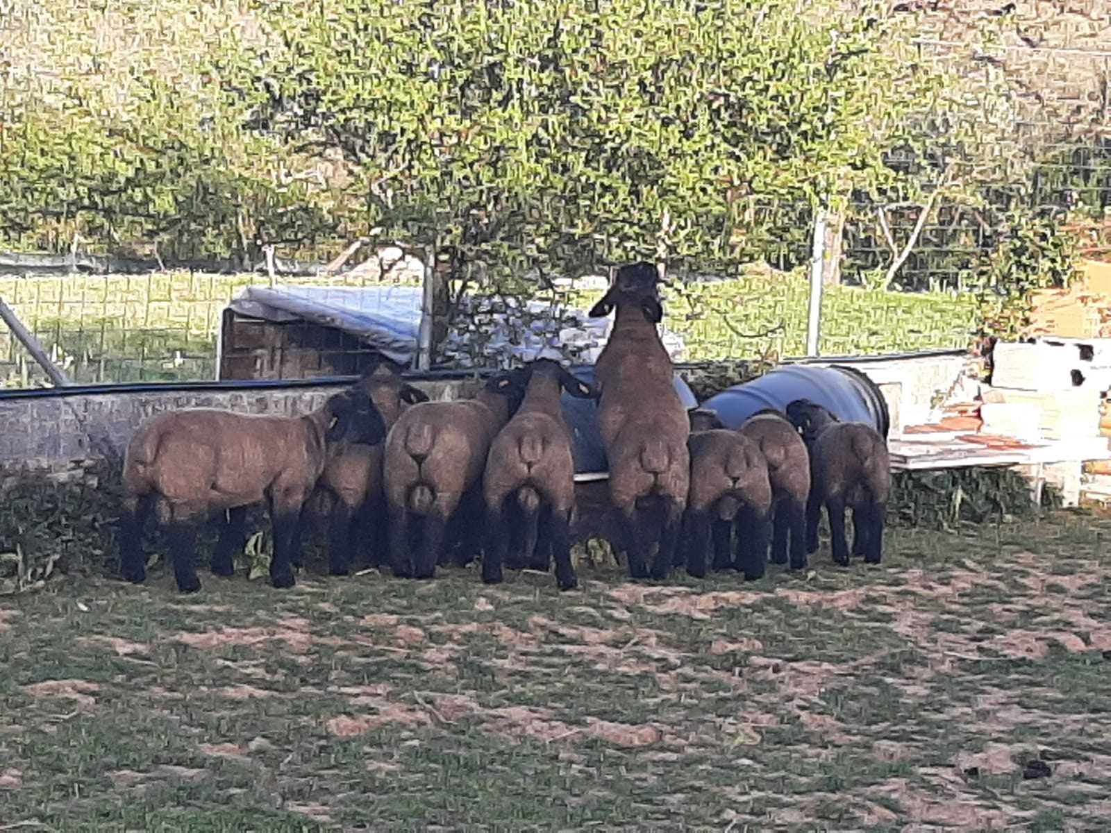 Borregos / Borregas da Raça Suffolk Puros