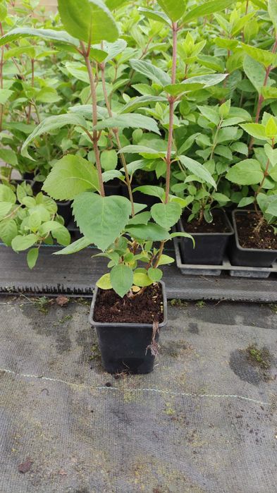 Hortensja bukietowa Vanille-Fraise,Limelight inne20 odmian doniczka p9