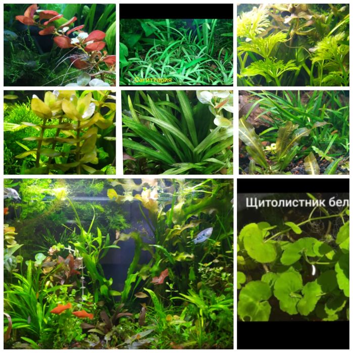 Удобрива Aquaer 1л Фільтр рюкзачок sun sun 301,Грунт для акваріума,рос