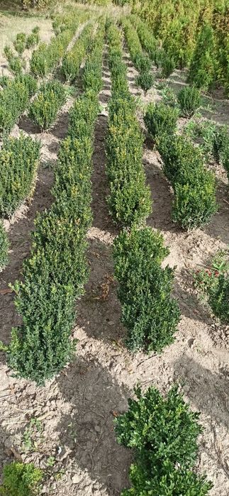 Продам сажанці замшиту.