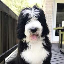 Bernedoodle Standard - , rodzinny, terapeutyczny, Rodzice FCI