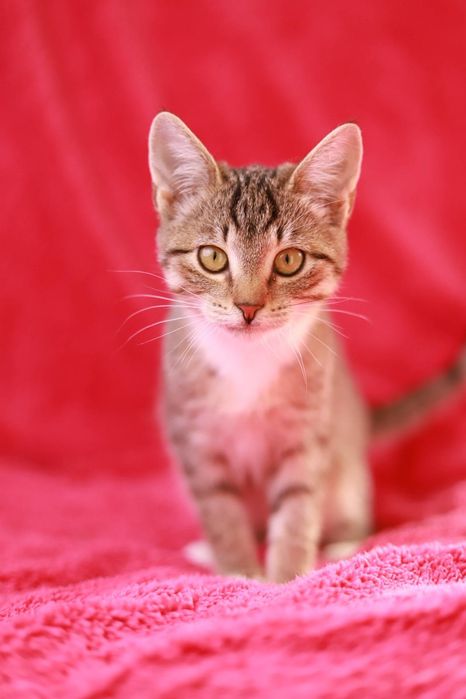 Znasz tą kicię? To Sisi! Urocza pręguska szukajaca nowego domu