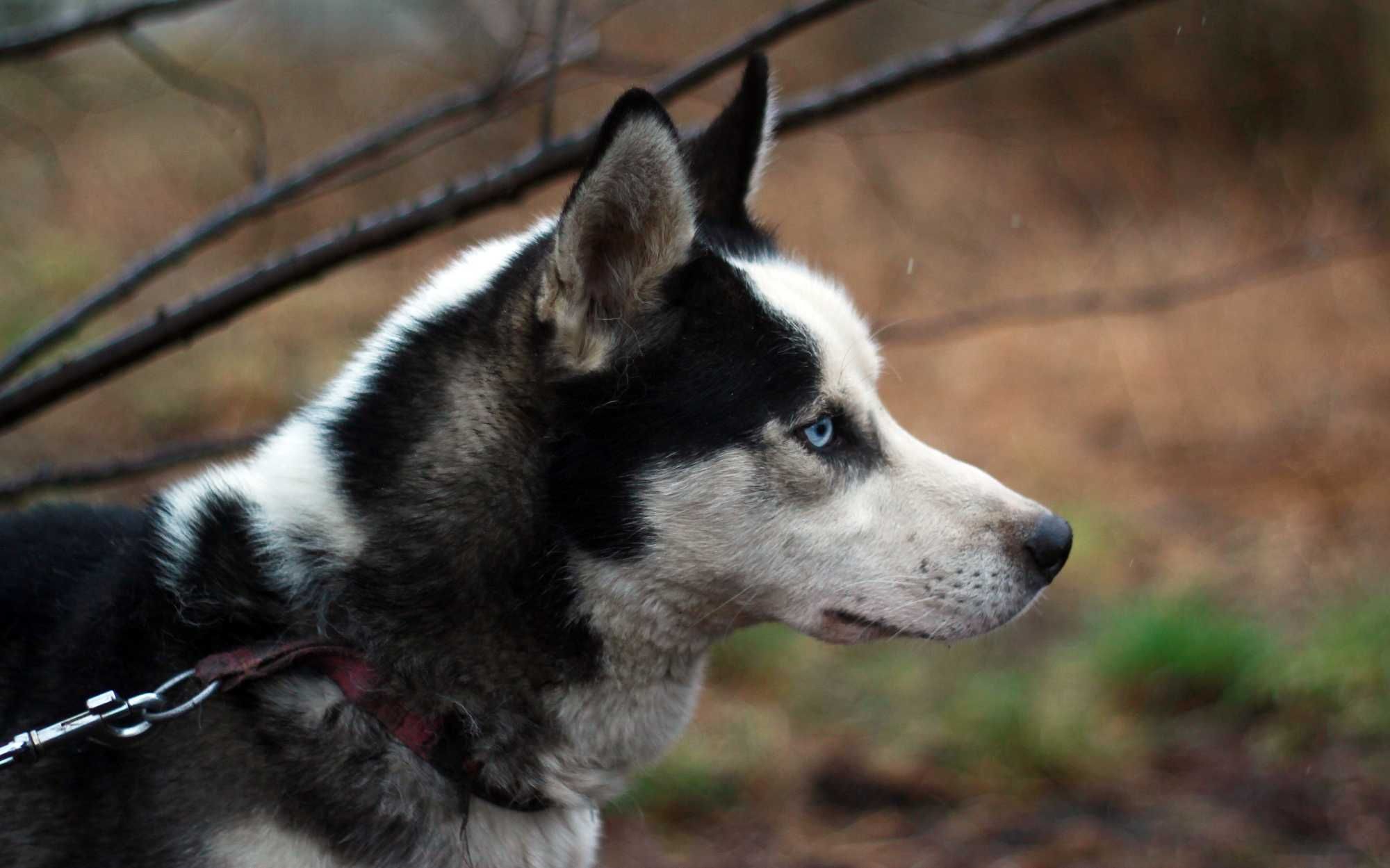 Młody, ale wystraszony pies husky szuka domu znającego potrzeby rasy