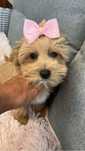 Cudowna suczka cavapoo gotowa do odbioru