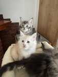 Maine coon do rezerwacji maine coon