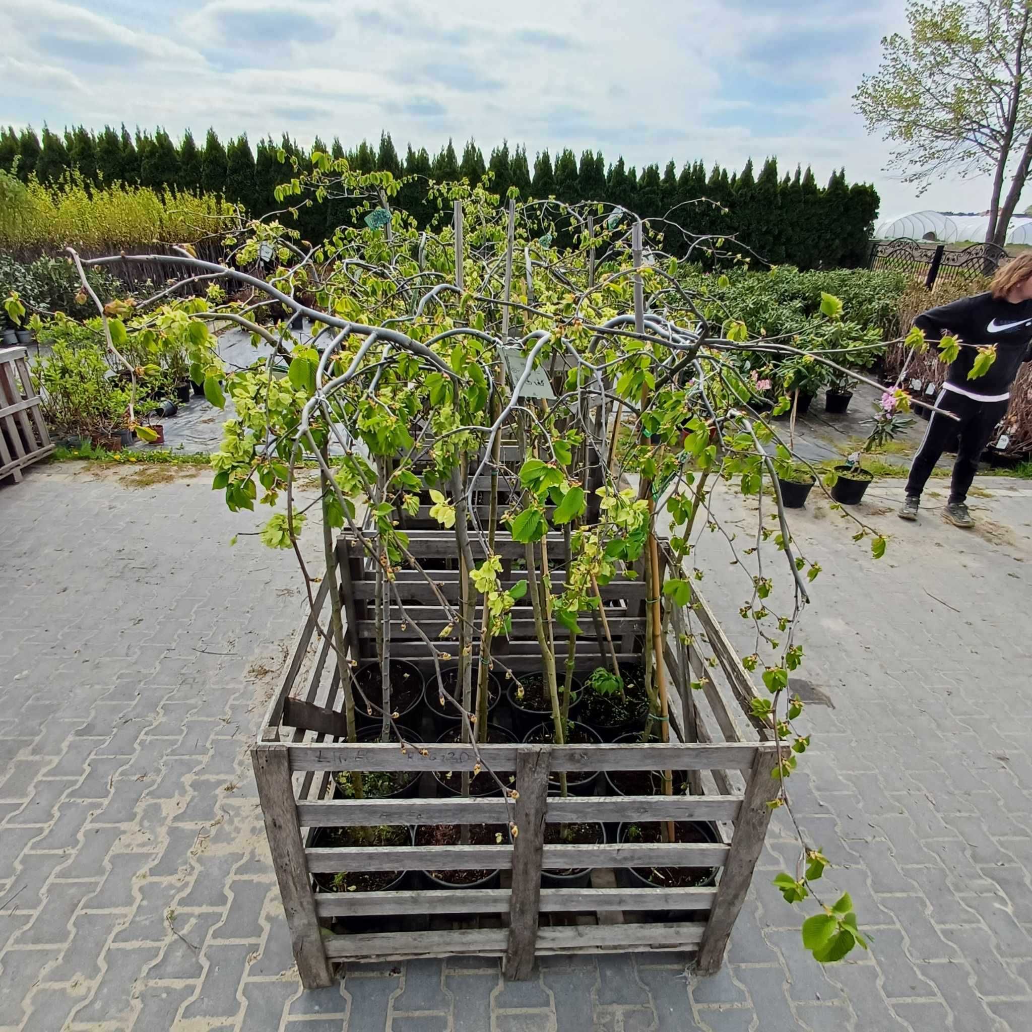 Wiąz górski 'Camperdownii' - Ulmus glabra 'Camperdownii'