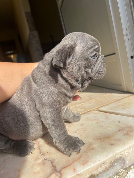 Bulldog francês disponível