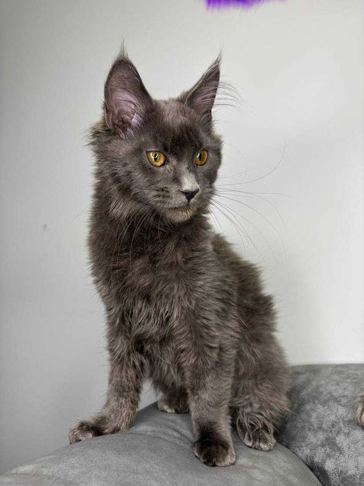 Неймовірний димчастий котик мейн-кун зі всіма документами WCF