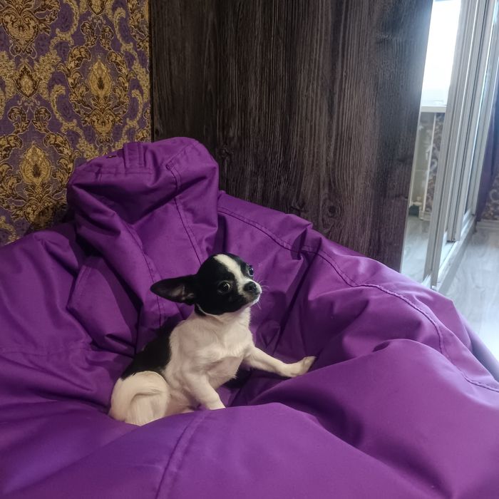 Залишився один красунчик чіхуахуа