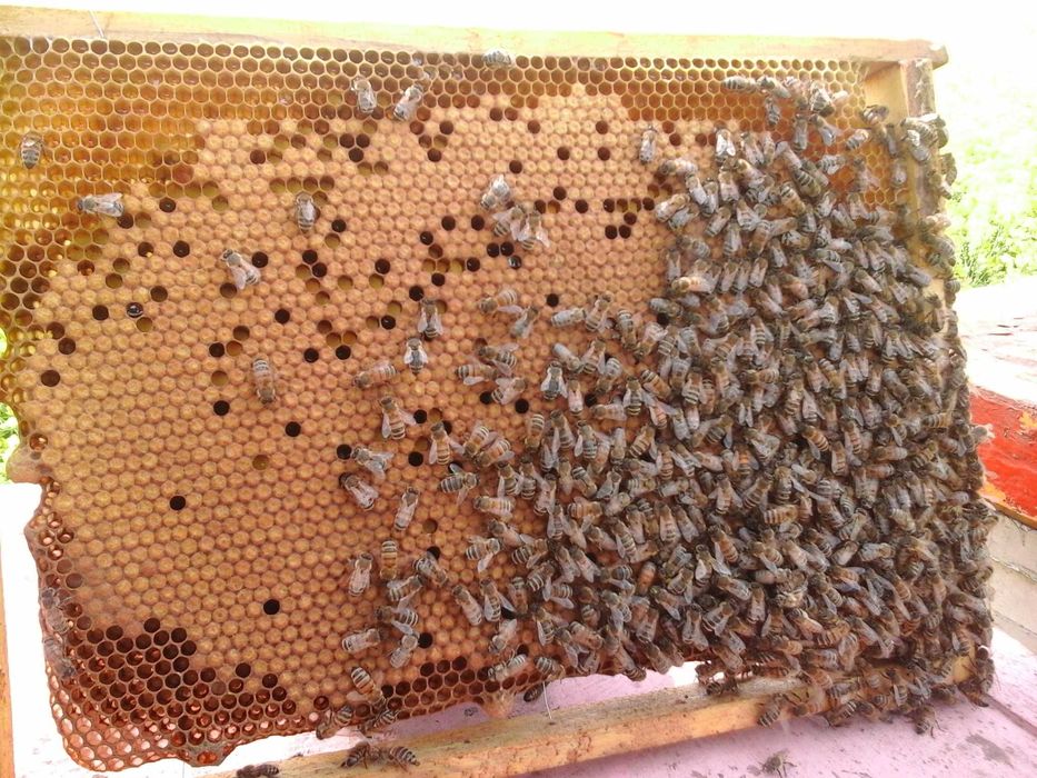 Sprzedam rodziny pszczele  wiosna 2026 r.