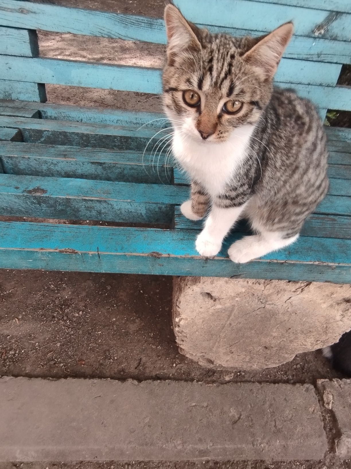 Віддам котиків, дуже милі та ласкові