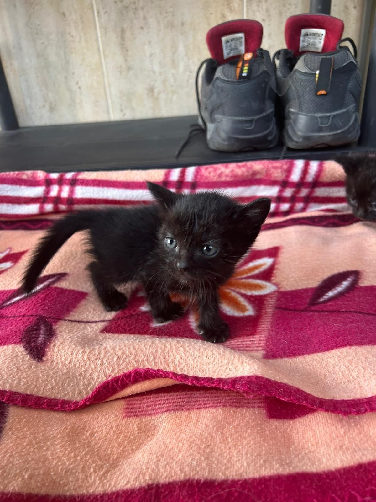 Adoção responsável gatos bebés