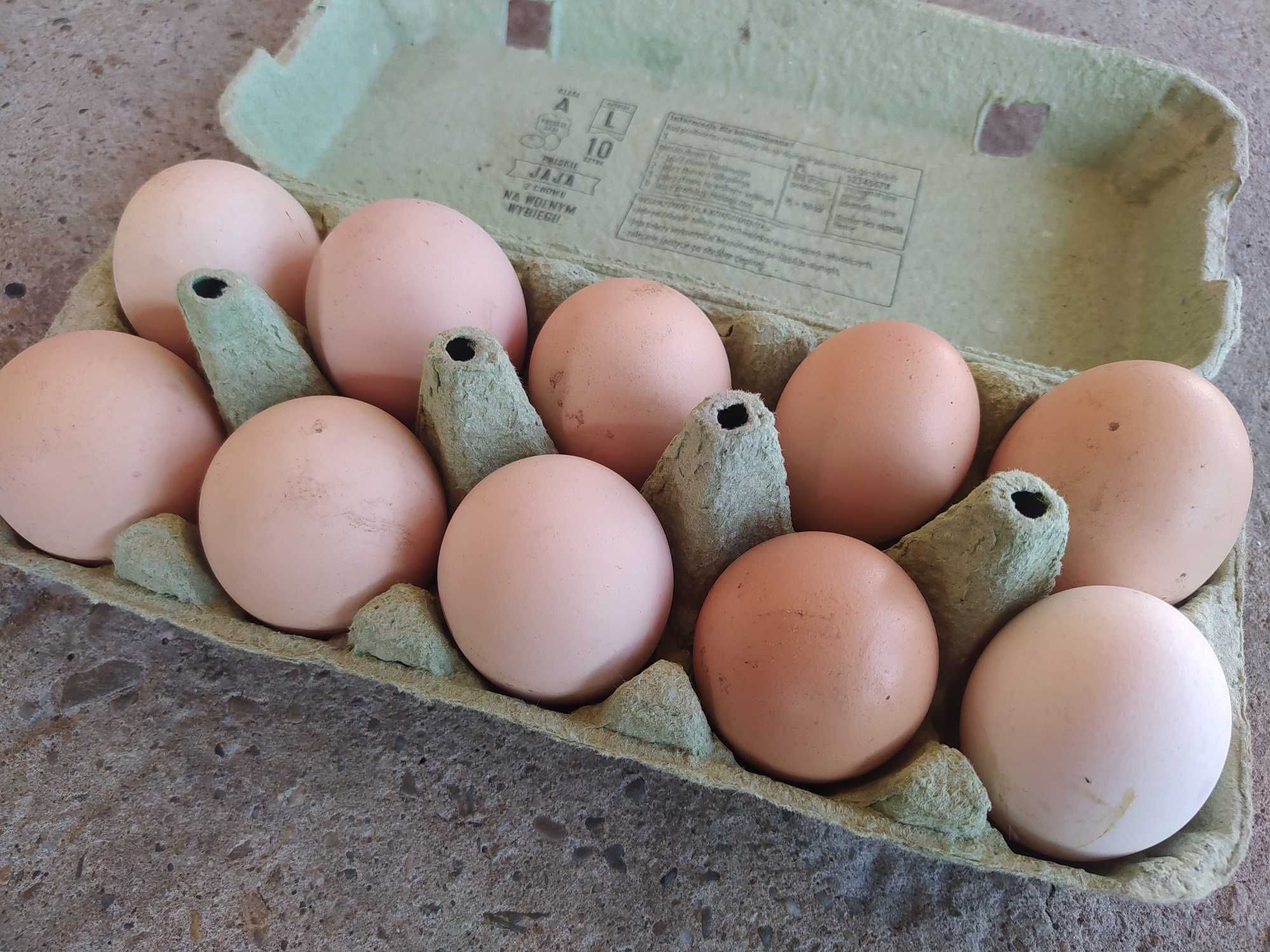 Jajka wiejskie jaja lęgowe od kur wolnobiegających
