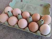 Jajka wiejskie jaja lęgowe od kur wolnobiegających