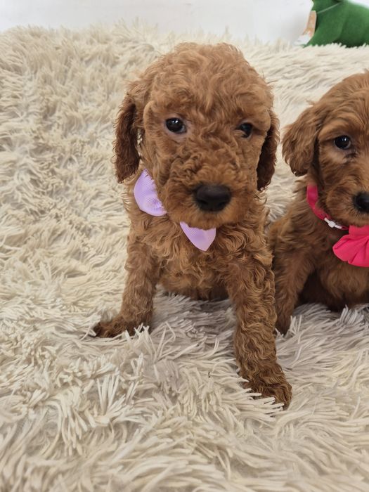 Goldendoodle f1b standard