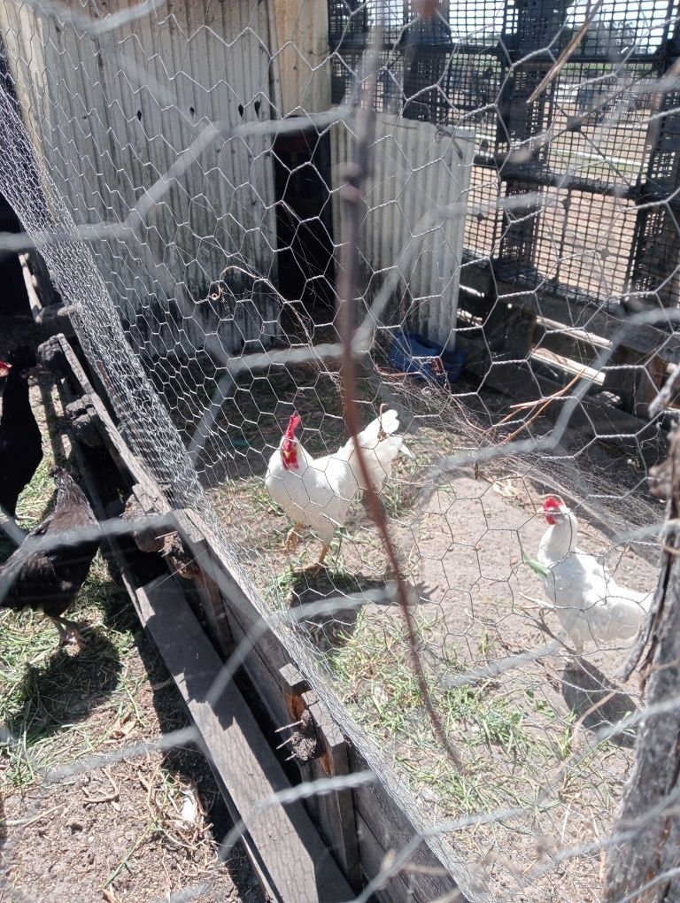 Vendo galinhas de raça