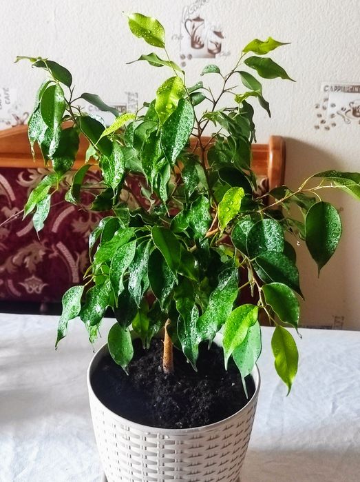 Фікус Голден Монік Наомі